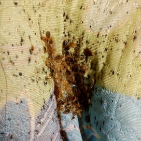 Уничтожение насекомых в Архангельске (гостинка)