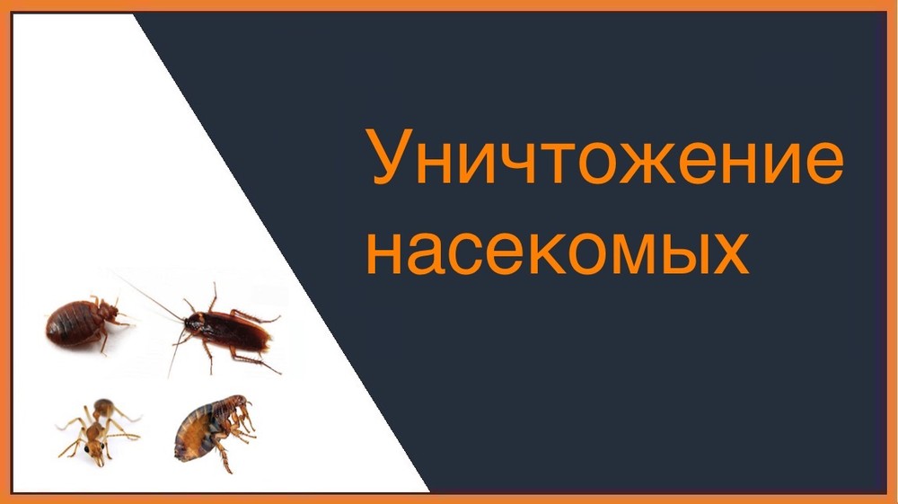 Уничтожение насекомых в Архангельске