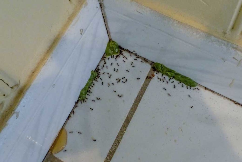 Обработка от муравьев в Архангельске