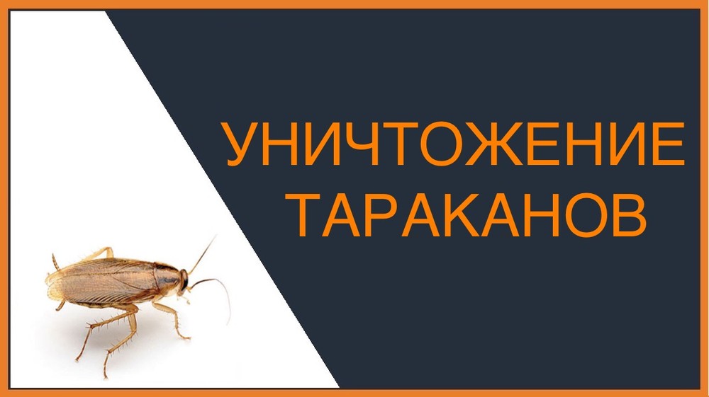 Уничтожение тараканов в Архангельске